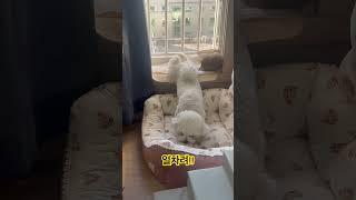얼차려 강아지!!