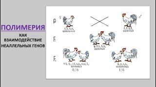 8. Полимерия как взаимодействие неаллельных генов