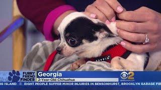 Furry Friend Finder: Georgia & Charlize