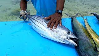 Fresh Indian Ocean Tuna Fish Cutting Skills | Fish Cutting Video | Maldives