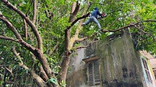 Cutting down an overgrown 30 year old wild PLUM tree covering the roof DANGEROUS