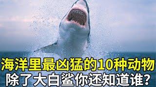 海洋里最凶猛的10种动物，大白鲨无缘前三，来看下你认识几种？