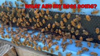 What are my bees doing? #washboarding #beekeeping101​