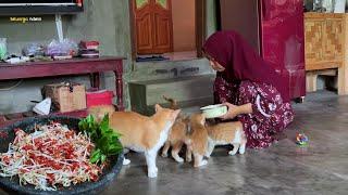 sederhana tapi nikmat,masak request an suami,sambel kecambah, telur dadar, masakan desa