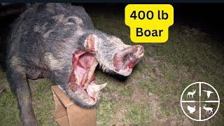 Big Boar Hog