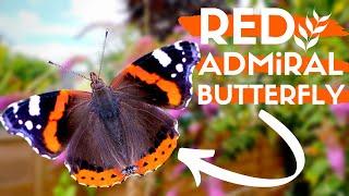 Red Admiral Butterfly - Identification & Facts