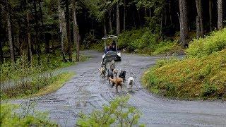 Sled Dog Discovery & Musher's Camp | Shore Excursion | NCL