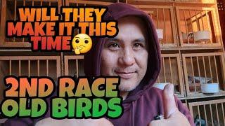 100 MILES PIGEON RACE|OLD BIRDS SECOND LAP|PIGEON RACING UNITED KINGDOM