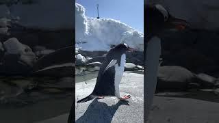 Cute Penguin Finds A Partner With A Rock