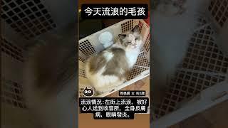 動物救援收容所電話 ：+852 96919313 #catadoption #貓奴 #寵物 #愛護動物 #領養貓 #流浪動物  #adoption  #cat #petadoption #領養狗