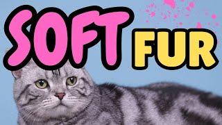 How To Keep My Cat’s Fur Soft (IMPORTANT TIPS)