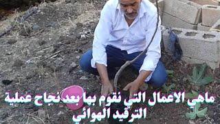 الخطوات الواجب القيام بها بعد نجاح عملية الترقيد الهوائي/الترقيد الهوائي لشجرة التين