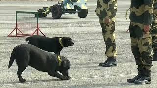 Army dog training video || Rax the labrador