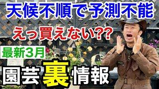 【いつ入荷？？】ズバリ3月これだけは買っておいて下さい！　　　　　　　　　　　【カーメン君】【園芸】【ガーデニング】【初心者】