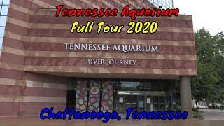 Tennessee Aquarium Full Tour - Chattanooga, Tennessee,