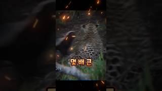 육식동물 최강 표범도 제압하는 벌꿀 오소리! #동물