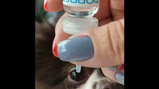 #форвет #глаза #шпиц #dog #shpitz #животные #милота