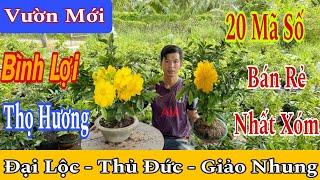 14/11. Vườn mai mới giao lưu 20 mã số giá siêu rẻ thọ hương,Phú Tân, bình lợiLH: 0352989243 Hậu