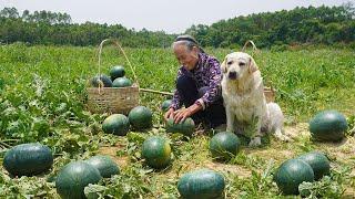 西瓜還能這樣吃？摘回80斤吃不完 阿婆做成美味西瓜醬Grandma made watermelon sauce with 80 catties of watermelon ｜广西 美食｜ 玉林阿婆