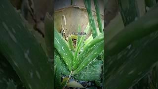 Growth of Aloe Vera plant in 8 months #aloeveraplant #aloevera #skincare #trending #viral #shorts