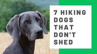 7 best hiking dogs that don't shed - Awesome hypoallergenic dog breeds for 2020