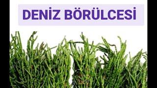 Deniz börülcesi salatası nasıl yapılır?  Nasıl saklanır?   Mükemmel bir meze'dir. 