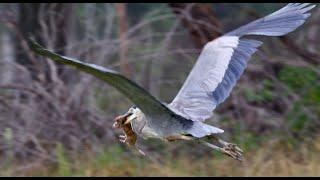 Great Blue Heron hunting Botta's Pocket Gophers