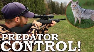 HUNTING DOWN COYOTE (first time!) | Amazingly Smart Animal