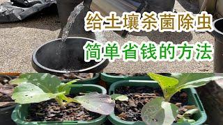 菜园或室内 花盆土里有虫,是非常烦人的,怎么杀小黑飞和虫卵?最好在盆栽前给土壤消毒 杀虫 杀菌 简单的几个方法是太阳晒，开水烫，热风枪烤等等.