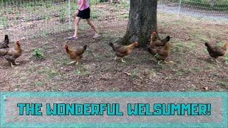 Welsummer Chickens