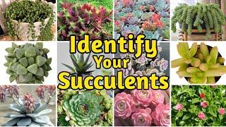 30+ Biginner-Friendly Types of Succulents | Common Succulents Identification with Name and Pictures