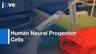 Cultivation Of Human Neural Progenitor Cells-3D Self-Assembling Peptide Hydrogel l Protocol Preview