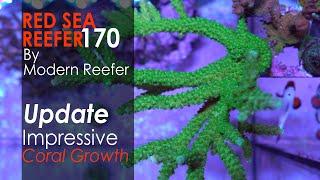 Red Sea Reefer 170 Update - Coral Growth