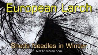 European Larch (Larix Decidua) - Coniferous Tree That Sheds Needles in Winter