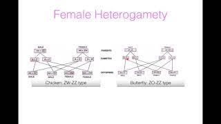 Chromosomal theory of Sex determination (Zoology BSc. II year, Paper II) in English