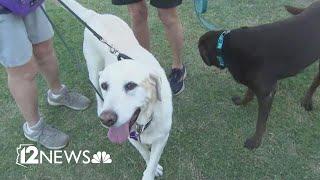 Valley rescue has helped over 6,000 dogs