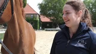 Beruf Pferdewirt - Klassische Reitausbildung