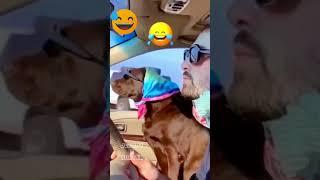 Chewy Funny Dog and Cat Part 330 #animallover, #viralvideos 2023 #shorts