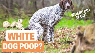 What Happened To The White Dog Poop That Used To Be Everywhere?