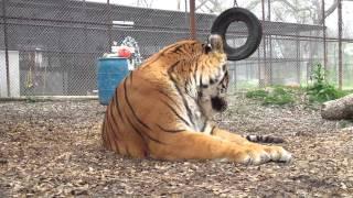 In-Sync Exotics Presents:  How A Tiger Grooms Himself!