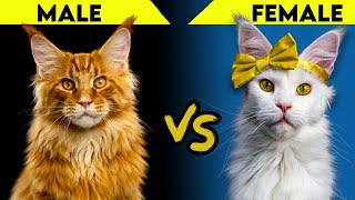 Maine Coon Cats - Male vs Female (Biggest Differences)