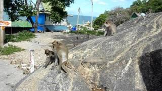 Thaïland Hua Hin Monkey Mountain