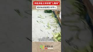 多伦多华人疯抢玉米宛如上战场 超市发布中文警告