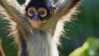 Why Spider Monkeys Only Have Four Fingers