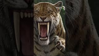 ¿POR QUÉ SE EXTINGUIÓ EL TIGRE DIENTES DE SABLE SMILODON ? #shorts