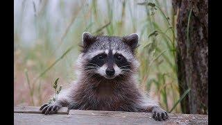 Rochester Hills Raccoon Trapper (248) 667-7796