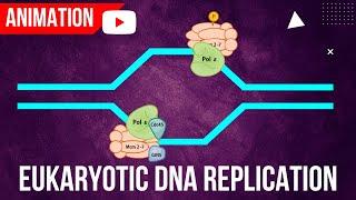 Eukaryotic DNA Replication Animation || Formation of Initiation complex