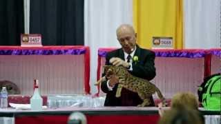 Best of the Best at the at the CFA 2012 World Show - Larry Adkison judging