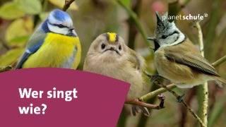 Singvögel erkennen und unterscheiden - Das kleine 1x1 der Artenkunde  | Planet Schule