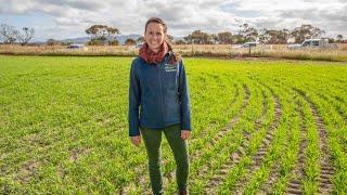 Adoption of GRDC research: Late sowing of cereals due to waterlogging